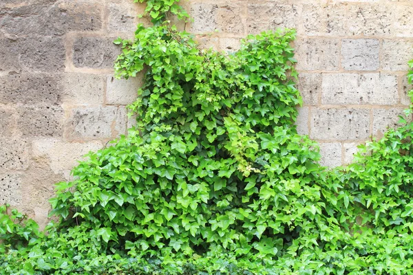 Ivy over stone wall — Stock Photo, Image