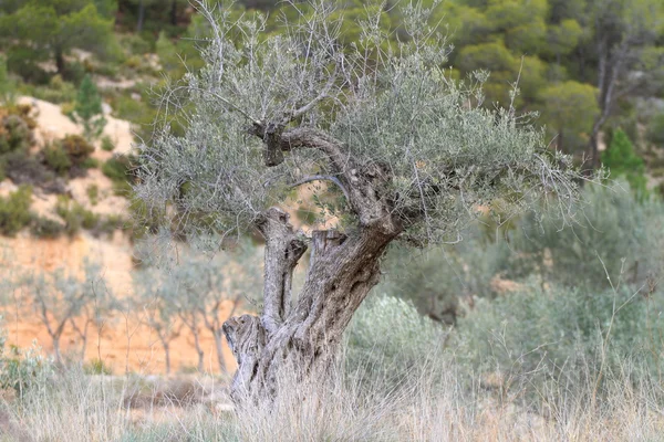Eski zeytin ağacı — Stok fotoğraf