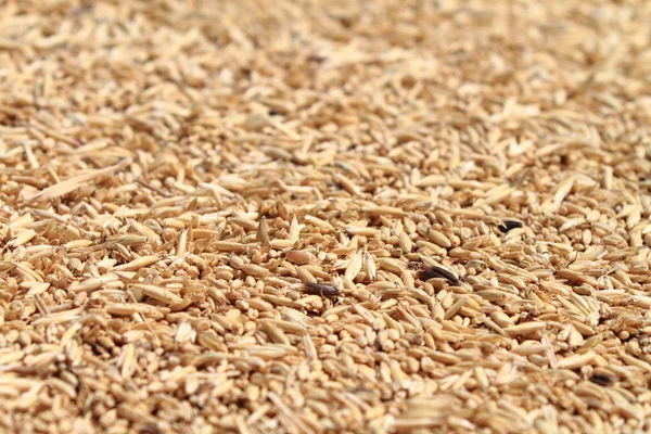Pšeničná zrna pozadí — Stock fotografie