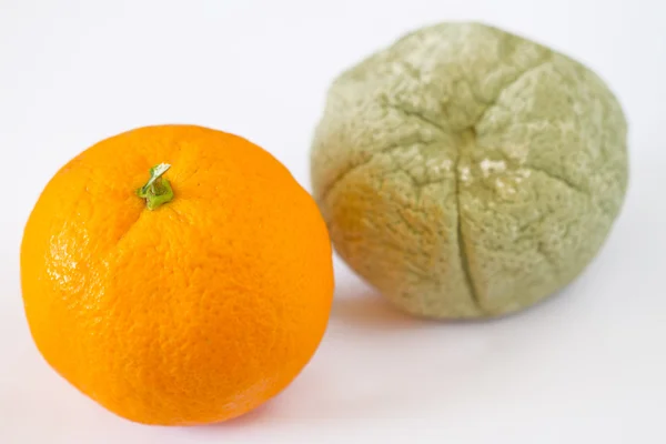 Гнилой и свежий апельсин, сосредоточься на свежем. — стоковое фото