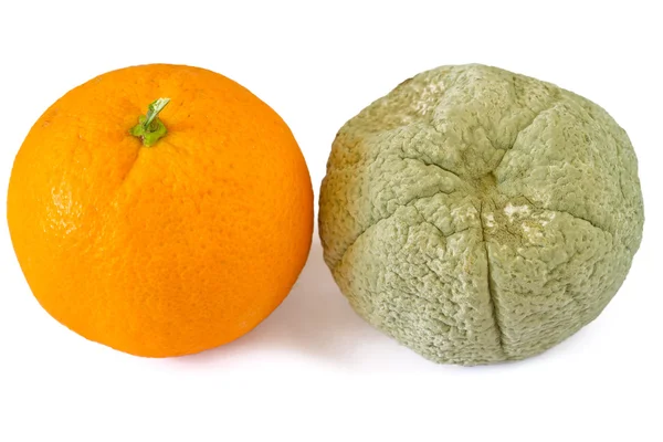 Гнилой и свежий апельсин — стоковое фото