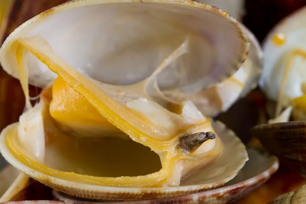 Gekookte clam — Stockfoto