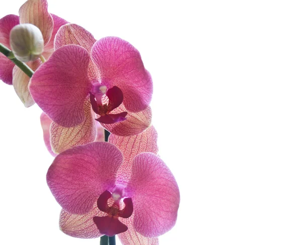 stock image Orchids