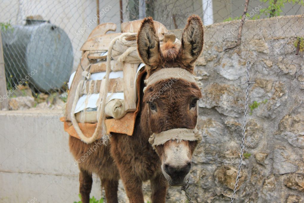 Cute donkey Stock Photo by ©Yelena011 10060140