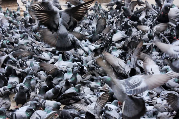 stock image Many pigeons