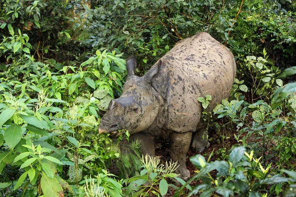 Baby Rhino — Stock Photo, Image