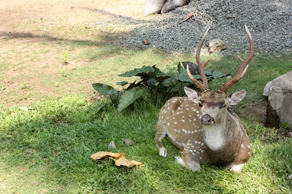 野生の鹿 — ストック写真