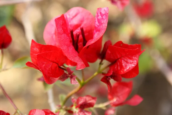 Kırmızı çiçek, lumbini — Stok fotoğraf