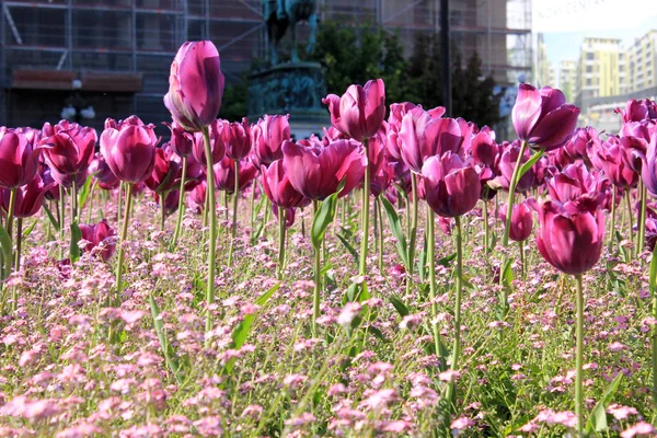 Violet tulpen in Belgrado — Stockfoto