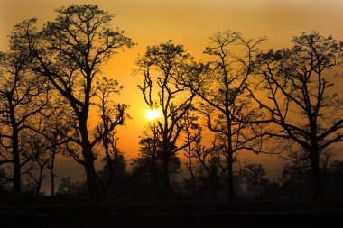 günbatımı ormanda, nepal