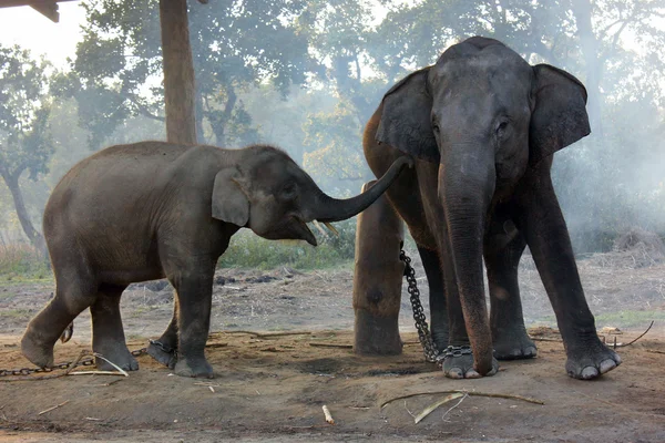 Elefant barnhem, nepal — Stockfoto