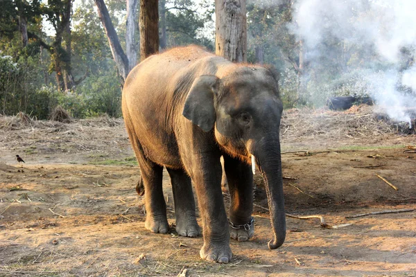 Schattig olifant, chitwan national park, nepal — Stockfoto