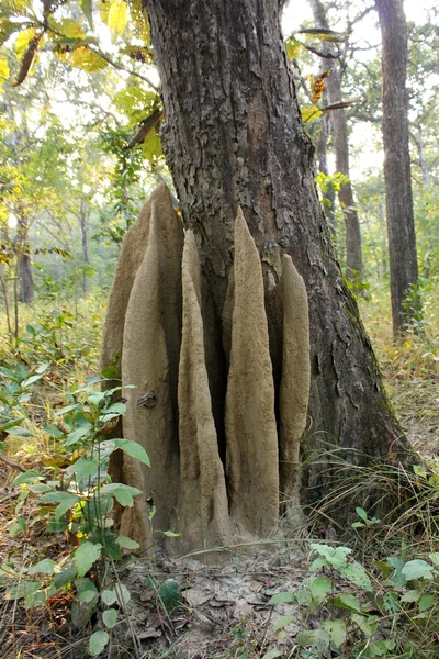 2 metros de formigueiro gigante — Fotografia de Stock