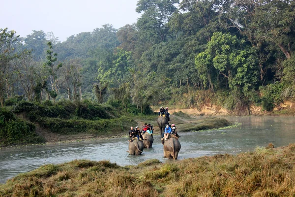 Elefant rida genom djungeln, chitwan Royaltyfria Stockbilder