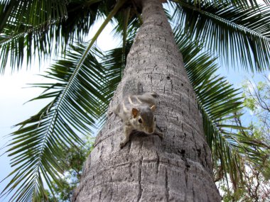 Cute squirrel hanging upsidedown on a palm tree, Sri Lanka clipart