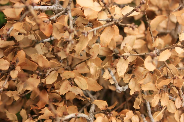 stock image Dry leaves