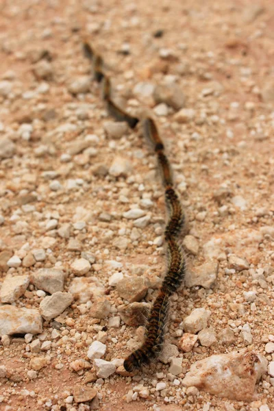 stock image Caterpillars on the ground