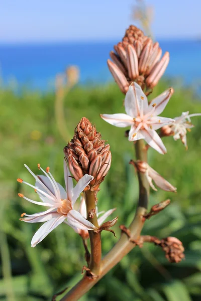 Akdeniz bahar çiçekleri — Stok fotoğraf