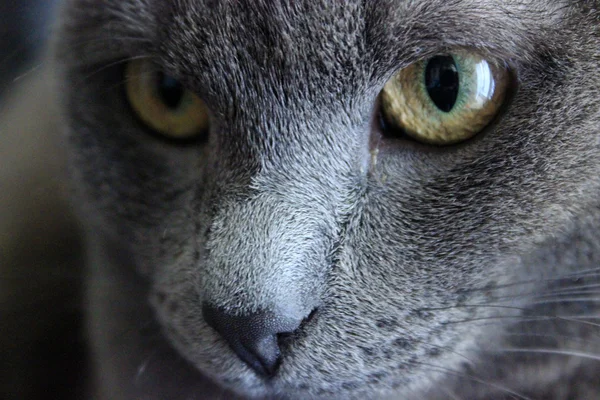 Face of Russian Blue Cat — Stock Photo, Image