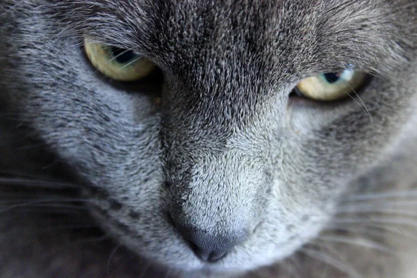 俄罗斯蓝猫，脸上 — 图库照片