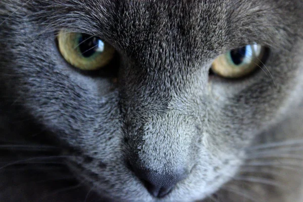 Gato azul ruso, primer plano — Foto de Stock