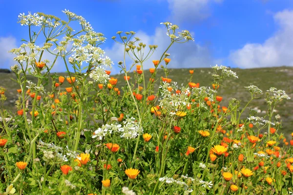 Natureza em Zakynthos, flores silvestres — Fotografia de Stock