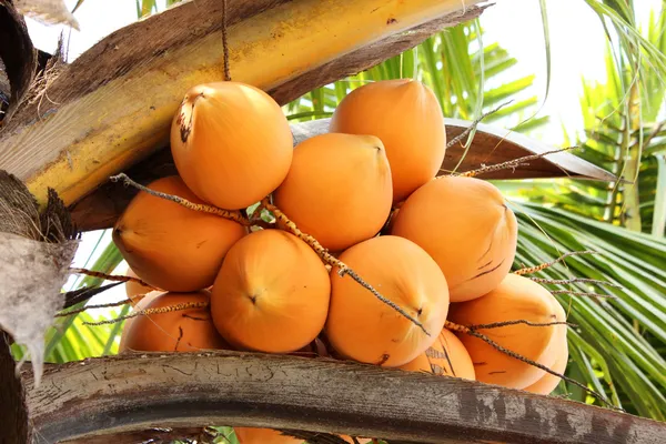 国王在一棵棕榈树上的椰子 — 图库照片