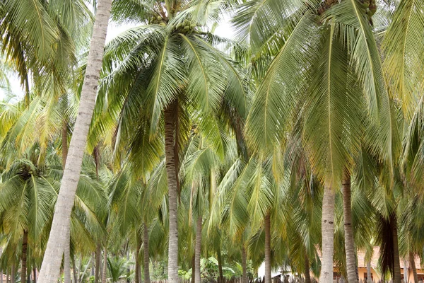 Palm trees, Kalpitiya, Sri Lanka — Stock Photo, Image