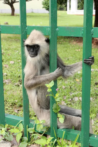 stock image Cute Monkey, Sri Lanka