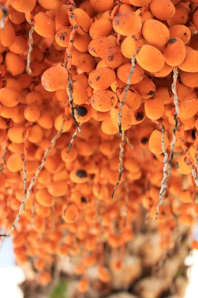 地中海棕榈果 — 图库照片
