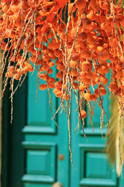 stock image Palm Fruit, Ag. Marina village, Zante island