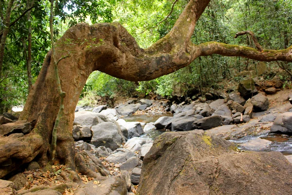 Dudhsagar 瀑布附近的公园果阿 — 图库照片