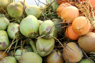 Coconuts, Kerala, India clipart