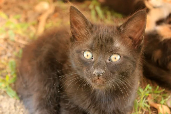 Black fluffy kitten — Stok fotoğraf