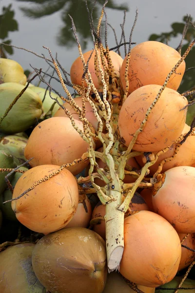 Indyjski kokosów — Zdjęcie stockowe