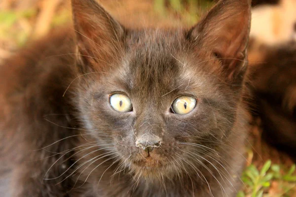 Şirin Bebek kedi — Stok fotoğraf