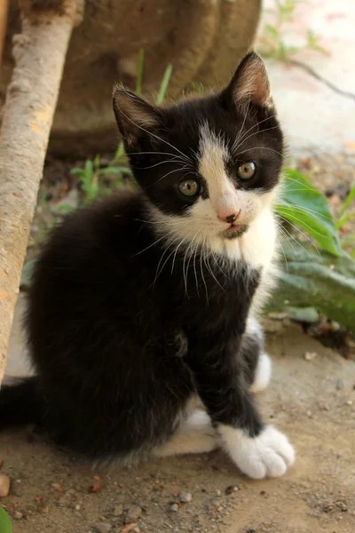 Sevimli kedi yavrusu — Stok fotoğraf
