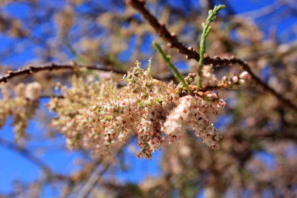 Pohon musim semi — Stok Foto