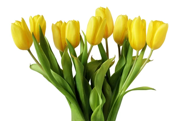 stock image Yellow Tulips