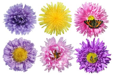 Set of Flowers clipart