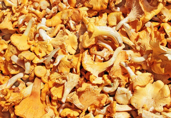 stock image Chanterelle