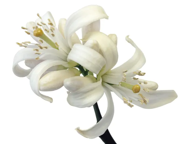 Citrom virág Stock Kép