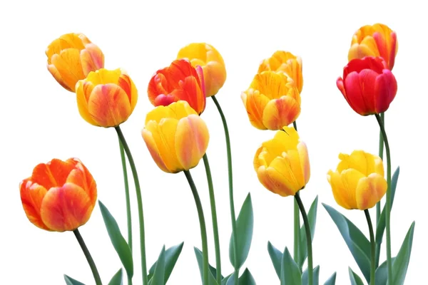 Stock image Red and Yellow Tulips