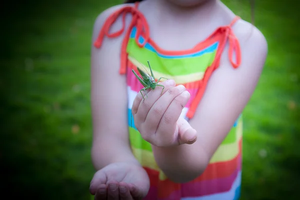 Grasshopper on the child's hands — Stock Photo, Image