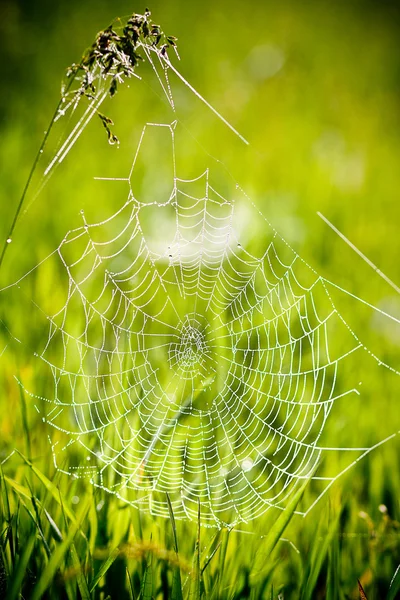 Spinnennetz im Grünen — Stockfoto