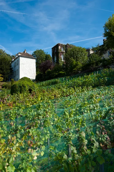 在巴黎郊外的葡萄园 — 图库照片