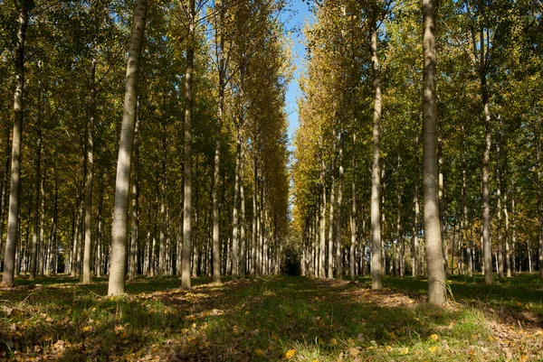 kırsal manzara Veneto, İtalya