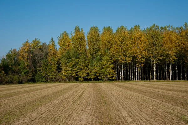 stock image Rural landscape of the Veneto, Italy