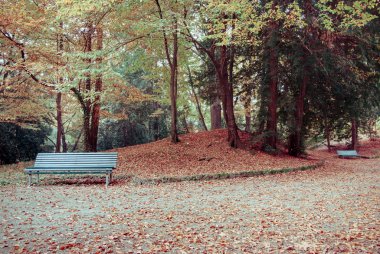 Park with a trees