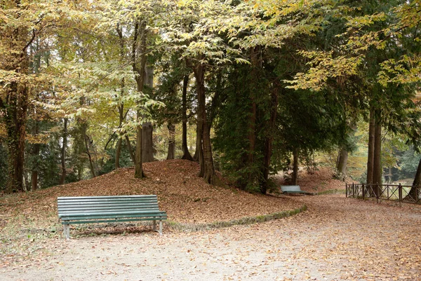 Park with a trees — Stock Photo, Image